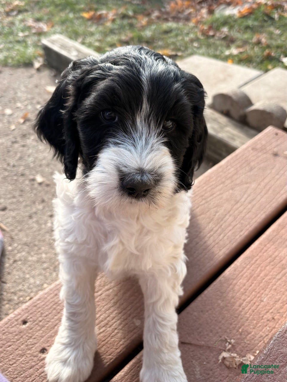 Mixed Breed dogs for sale: Rosie - Ad 2
