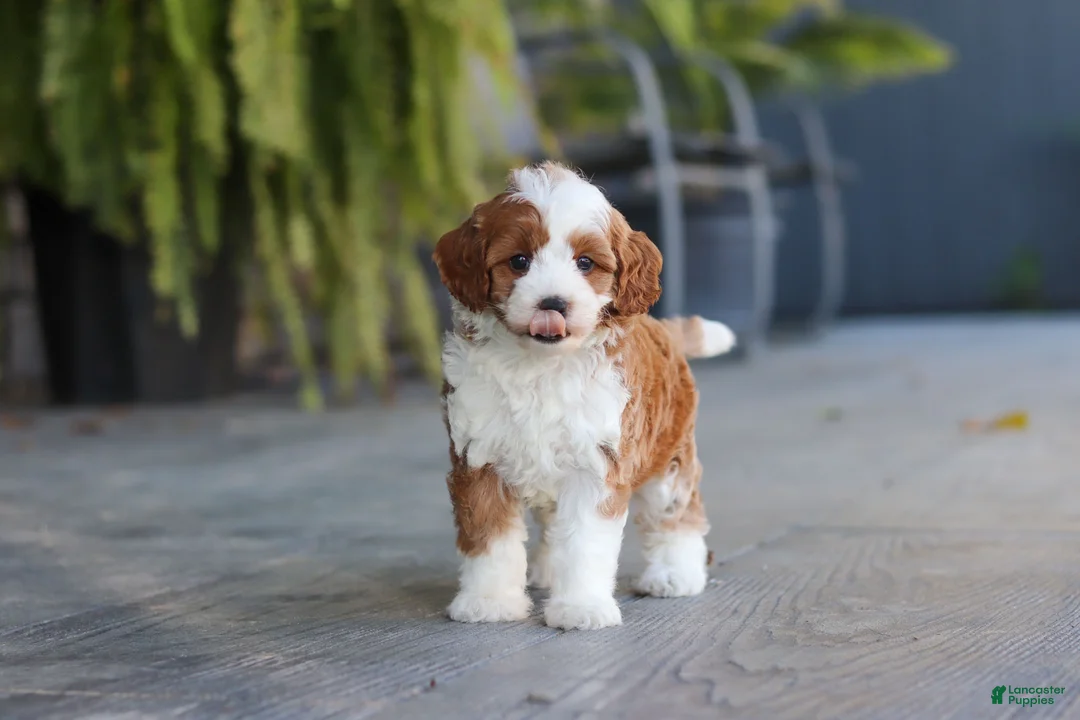 Cavapoo dogs for sale: Pumpkin - Ad 2