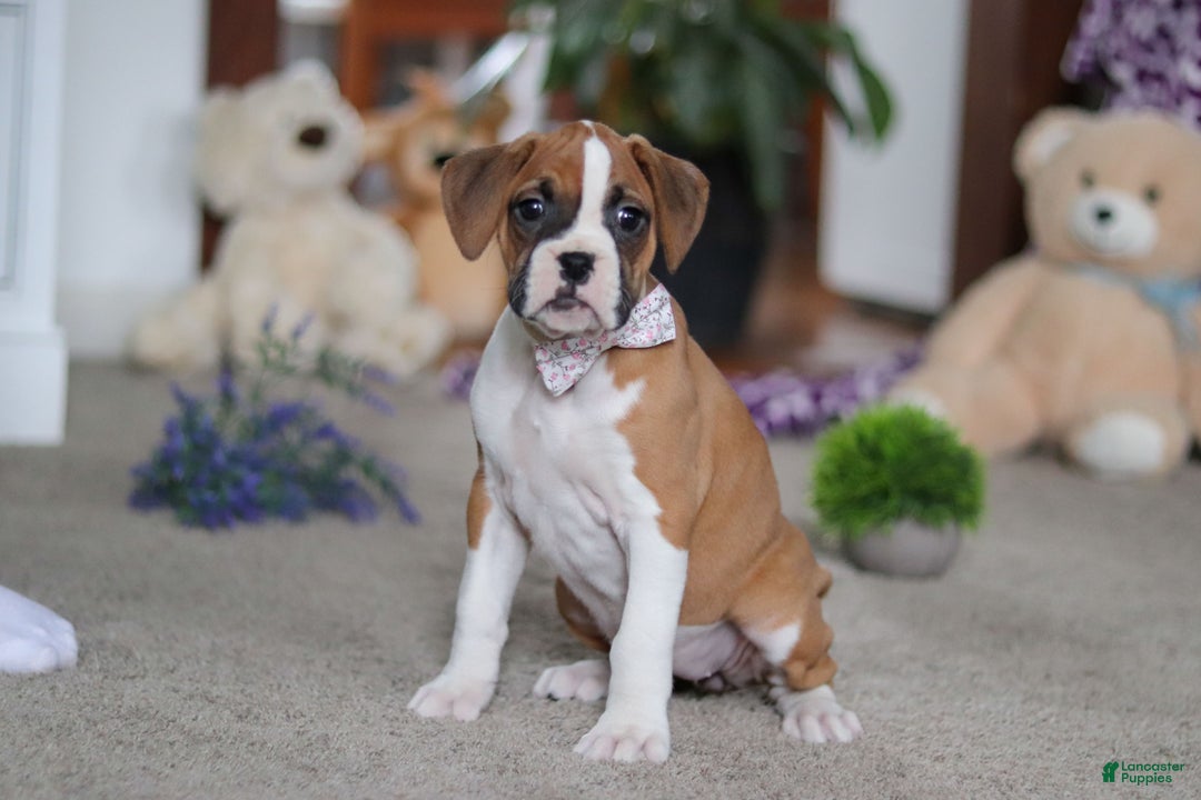 Boxer dogs for sale: Mia - Ad 3