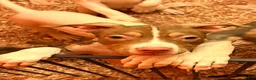 Mixed Breed dogs for sale: Mixed Breed 6 - Ad 3