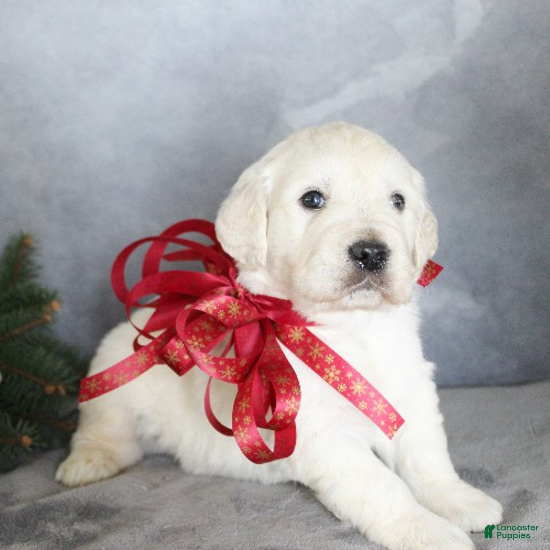 Golden Retriever dogs for sale: Aries - Ad 1