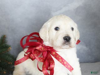 Golden Retriever dogs Aries - Ad 37