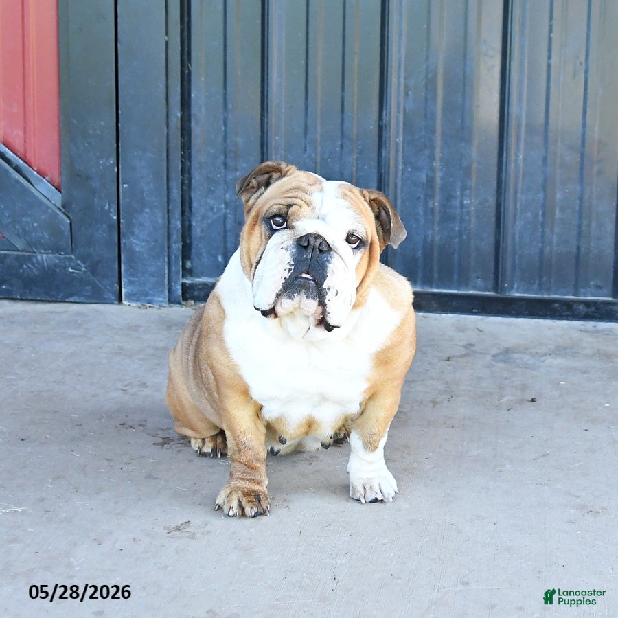 English Bulldog dogs Tuffy - Ad 1
