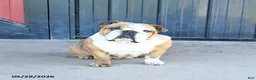 English Bulldog dogs for sale: Tuffy - Ad 1
