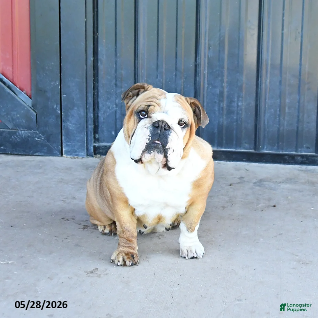 English Bulldog dogs for sale: Tuffy - Ad 1