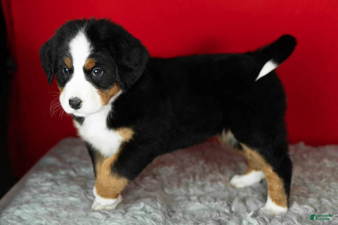 Bernese Mountain Dog dogs for sale: Molly - Ad 5