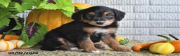 Mixed Breed dogs for sale: Cody - Ad 5