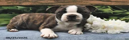 Boston Terrier dogs for sale: Ion - Ad 1