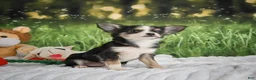 Chihuahua dogs for sale: Precious - Ad 4
