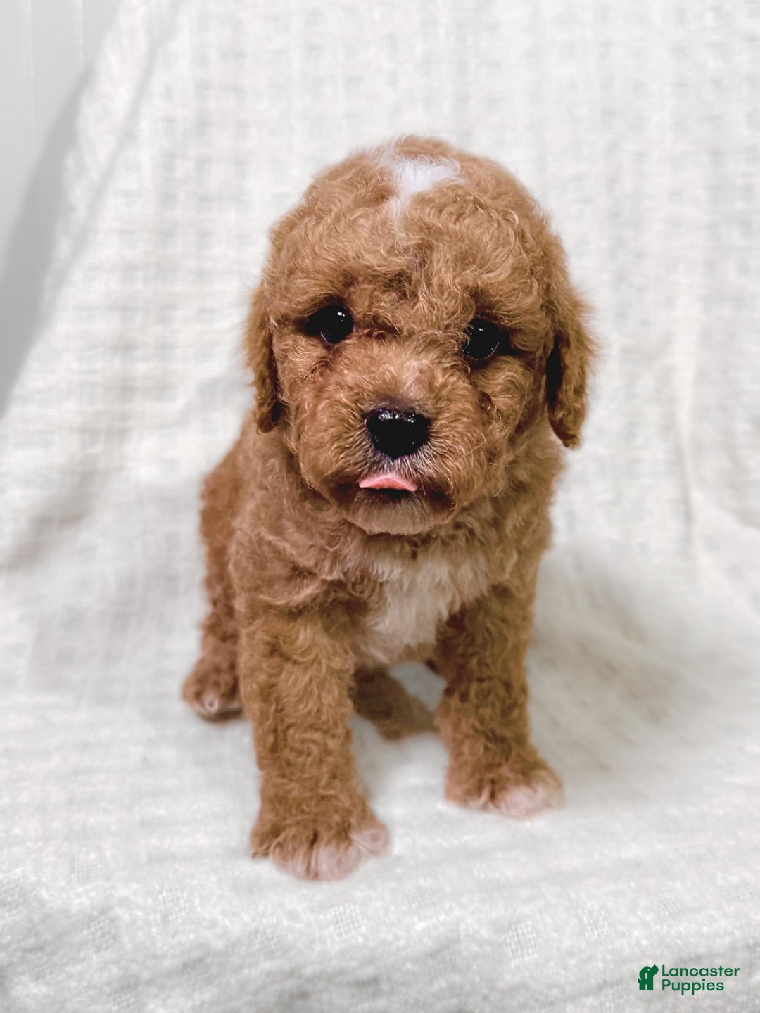 Cavapoo dogs for sale: Peanut - Ad 4