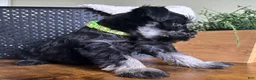 Miniature Schnauzer dogs for sale: Diesel - Ad 3