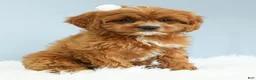 Cavapoo dogs for sale: Toffee 🧁 - Ad 5