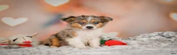 Miniature Australian Shepherd dogs for sale: Alex - Ad 3