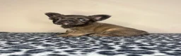 French Bulldog dogs for sale: French Bulldog 1 - Ad 3