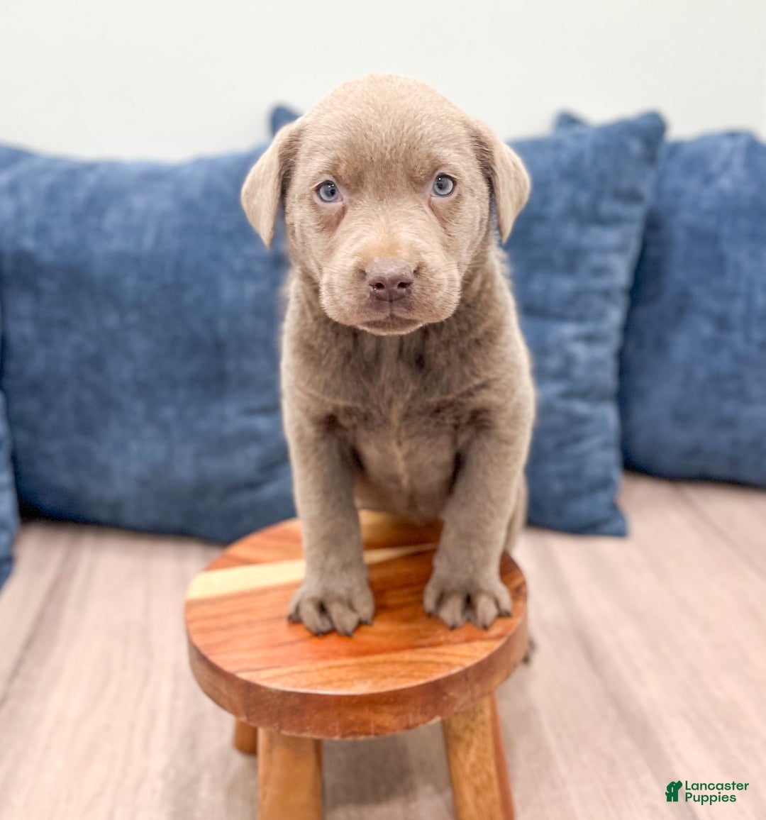 Labrador Retriever dogs for sale: Dusty - Ad 2