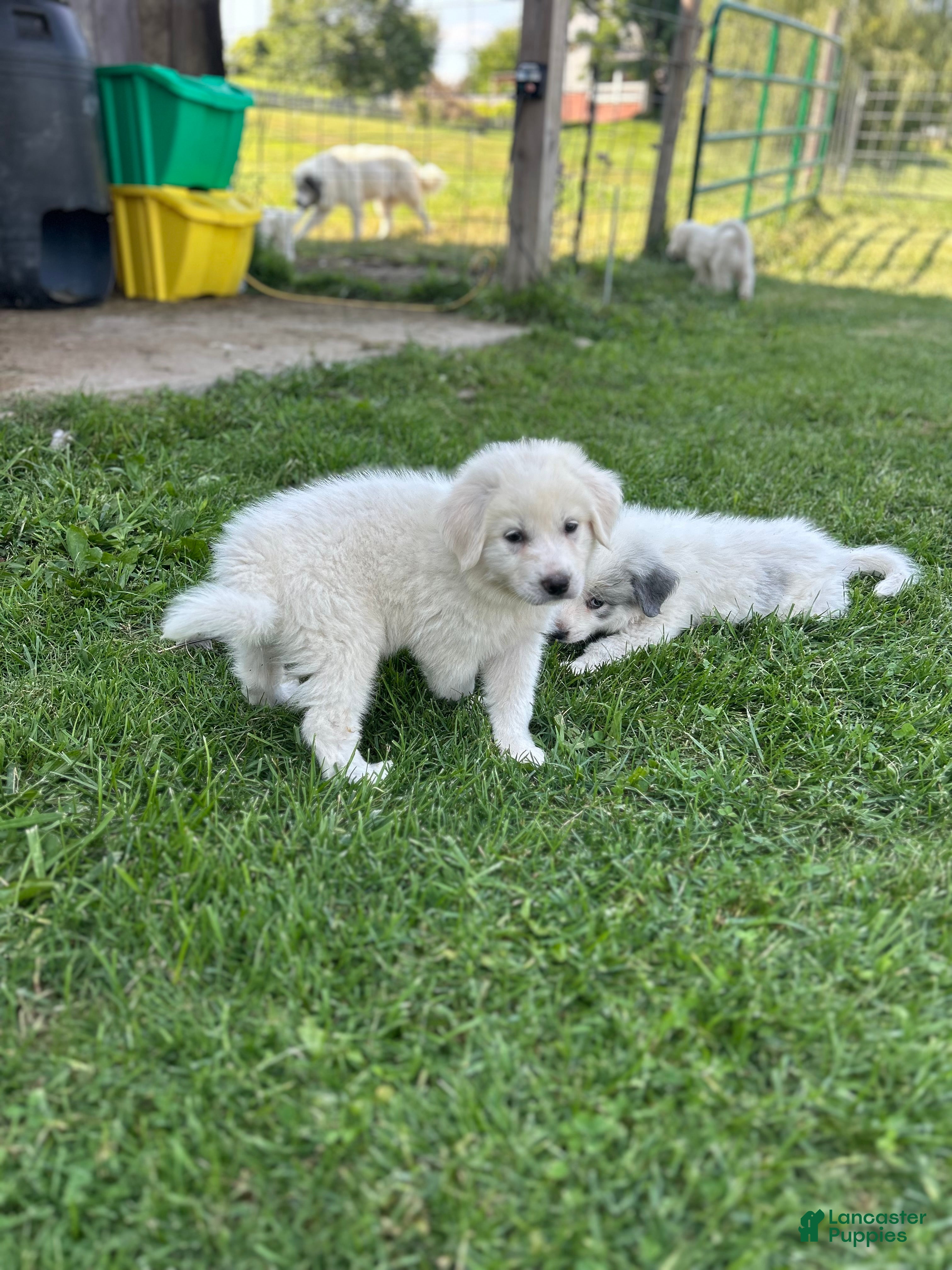 Great Pyrenees dogs Linus - Ad 14