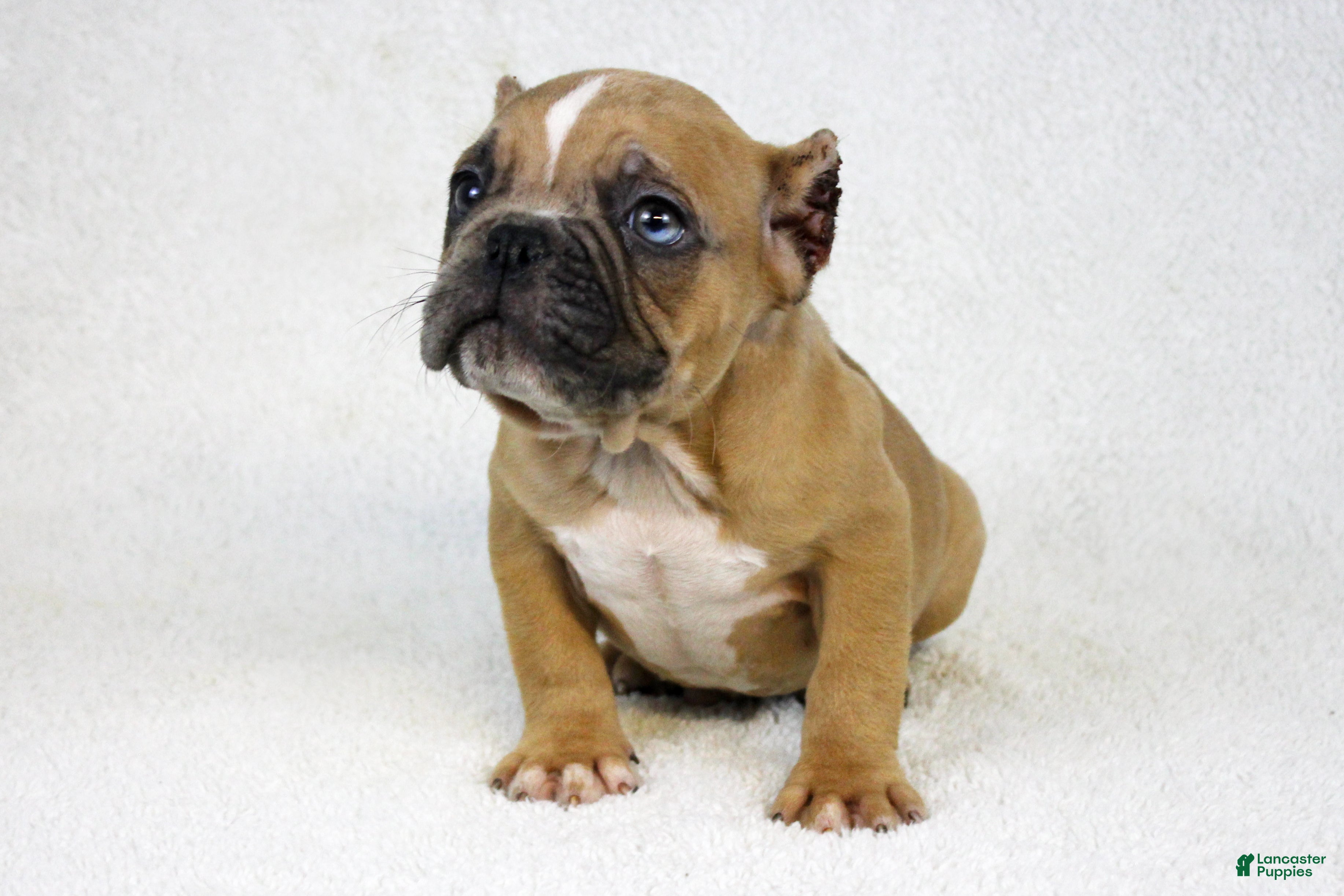 American Bully dogs Fawn Merle Male - Ad 11
