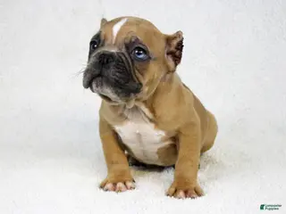 American Bully dogs Fawn Merle Male - Ad 11