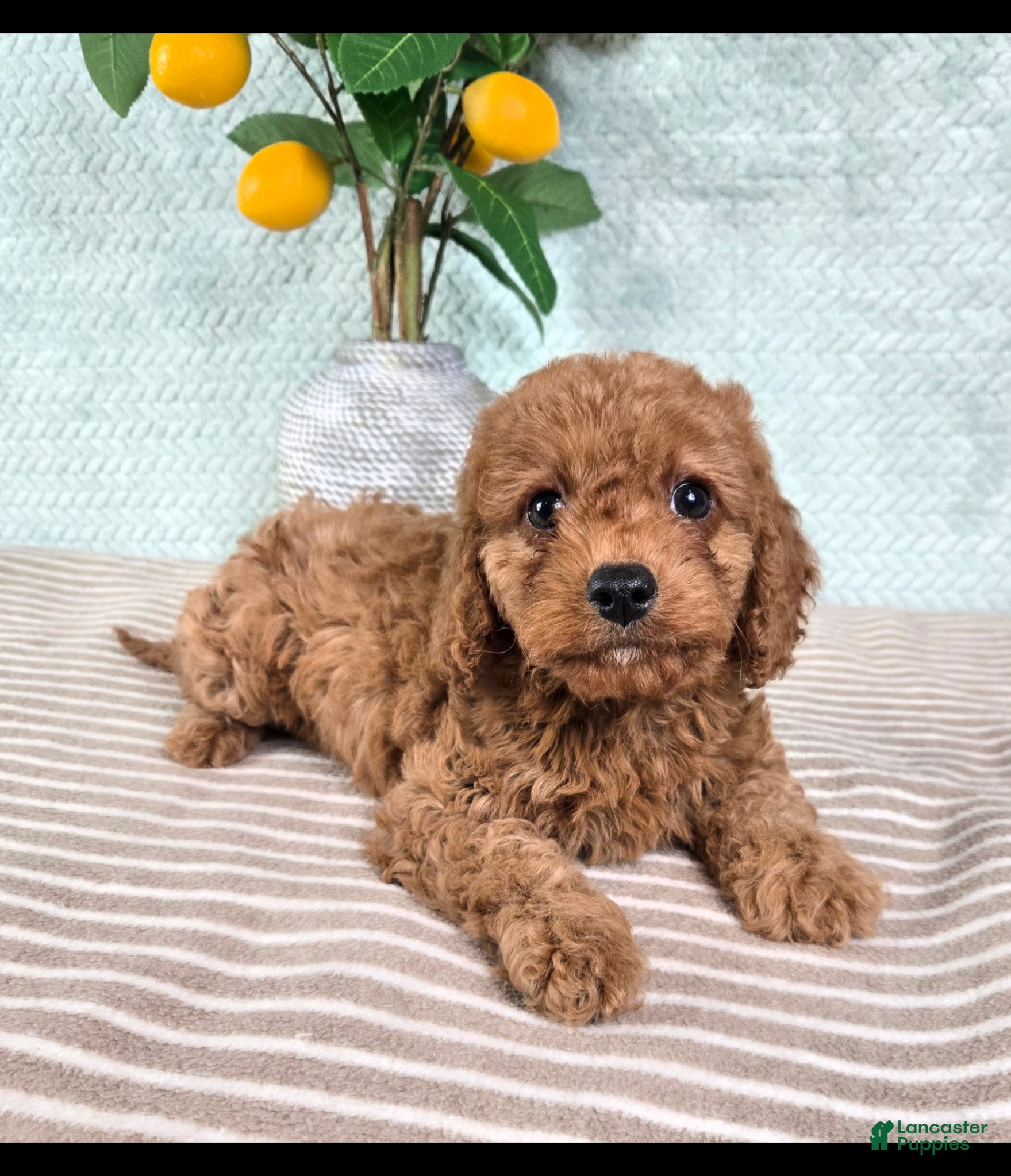 Cavapoo dogs Cora - Ad 32