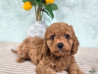 Cavapoo dogs Cora - Ad 14