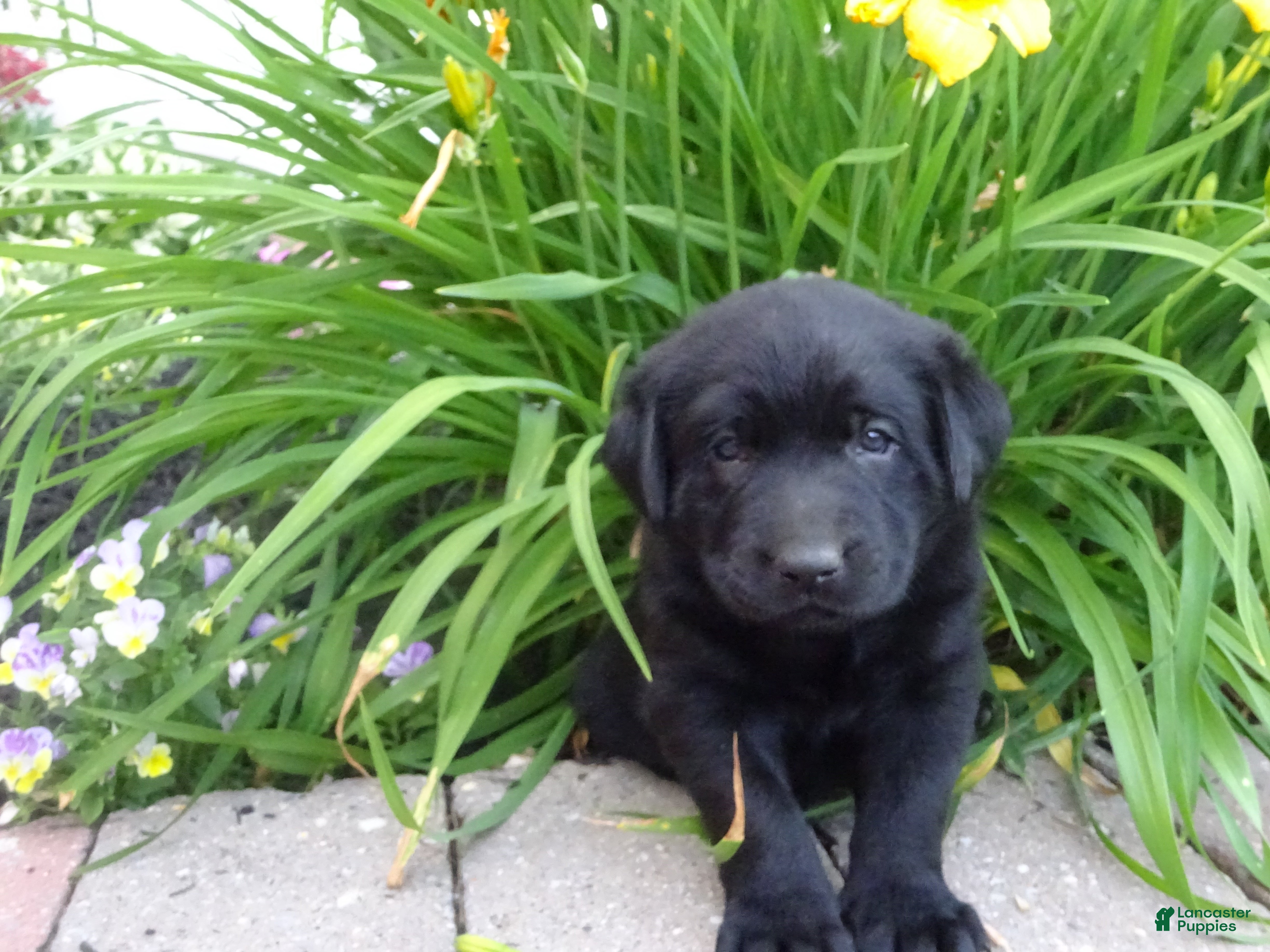 Labrador Retriever dogs Rose  - Ad 1