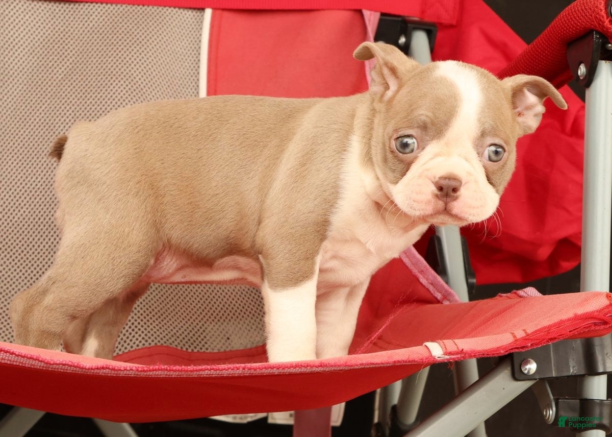 Boston Terrier dogs for sale: Callie - Ad 7
