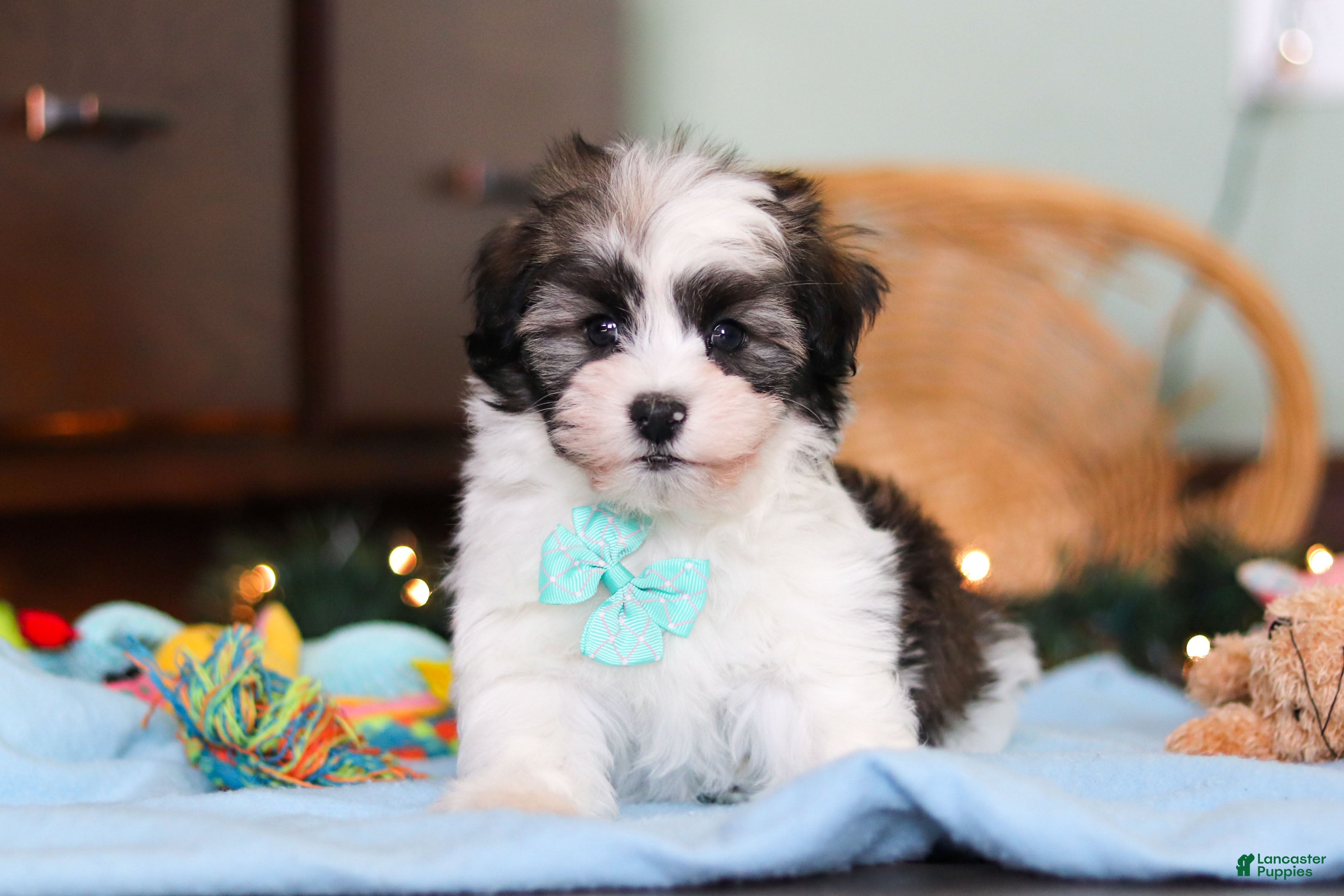 Havanese dogs Jaspher - Ad 38
