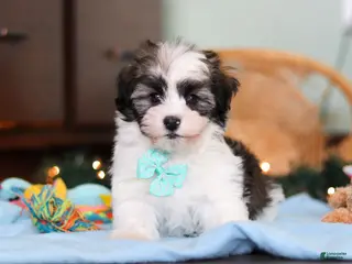 Havanese dogs Jaspher - Ad 37