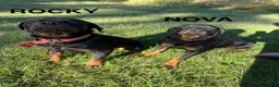 Rottweiler dogs for sale: Rottweiler 2 (Light Blue) - Ad 3