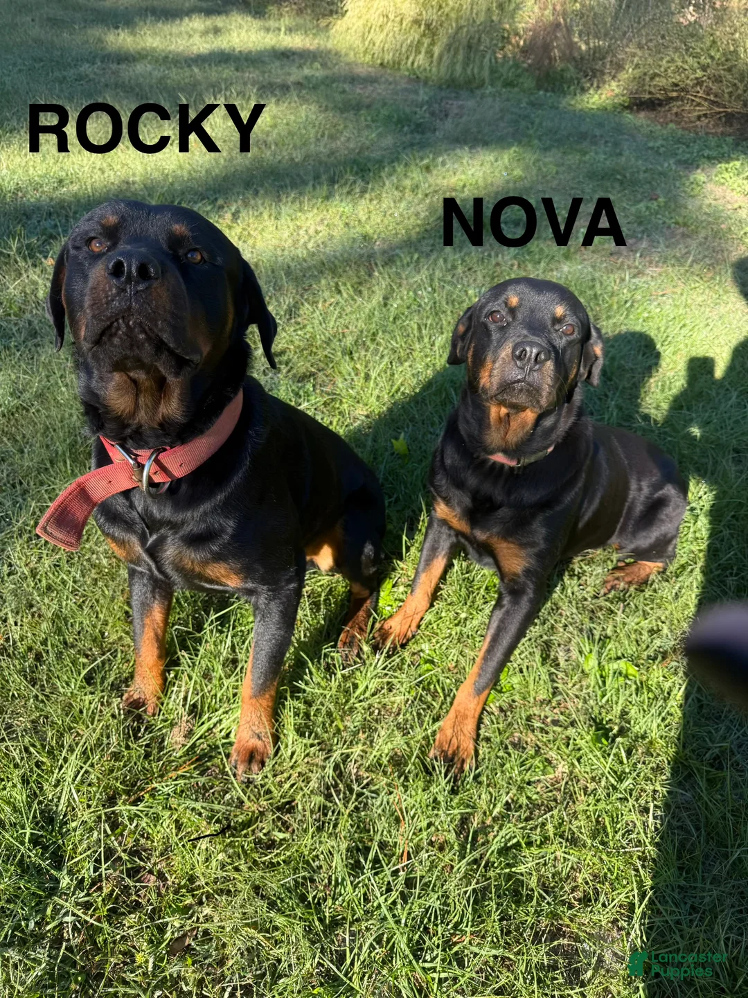 Rottweiler dogs for sale: Rottweiler 1 (Yellow) - Ad 2