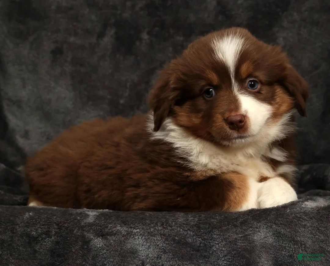 Miniature Australian Shepherd dogs for sale: Sandy - Ad 6