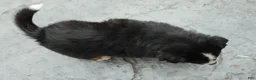 Miniature Australian Shepherd dogs for sale: Ranger - Ad 7