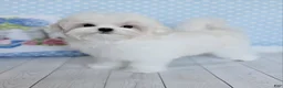 Maltese dogs for sale: Tyla - Ad 1