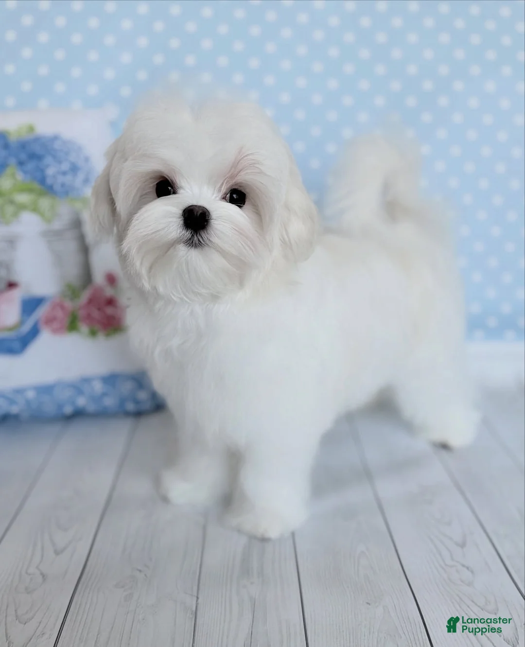 Maltese dogs for sale: Tyla - Ad 1