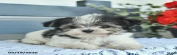 Havanese dogs for sale: Dahlia  - Ad 3