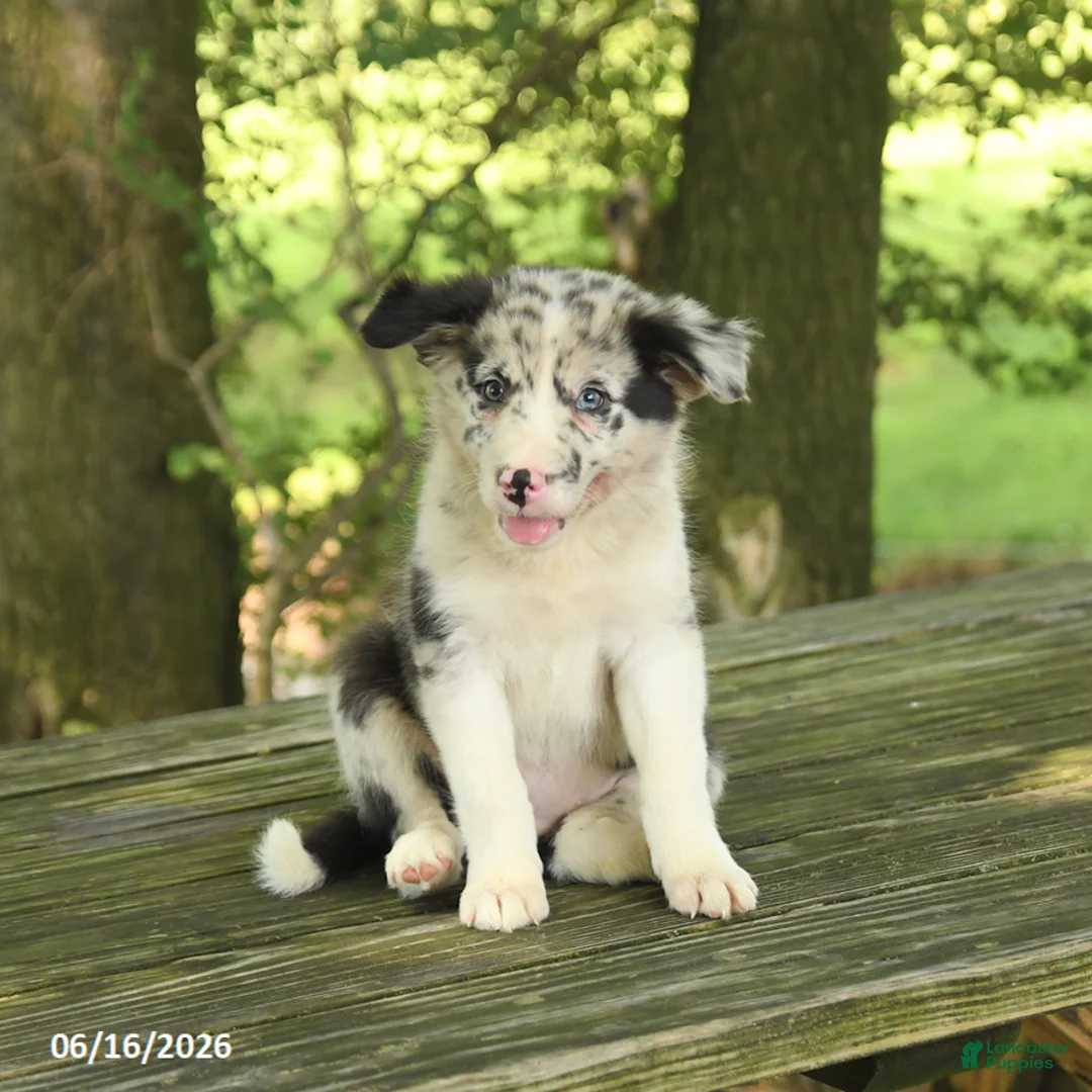 Border Collie dogs for sale: Fancy - Ad 1
