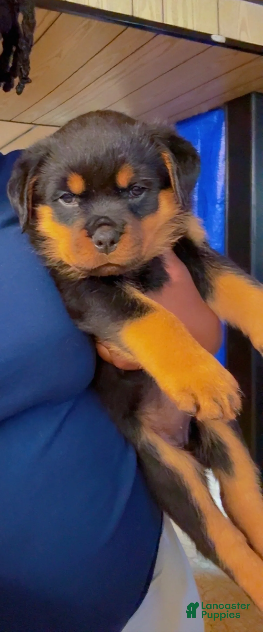 Rottweiler dogs for sale: Rottweiler 4 - Ad 1