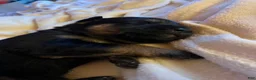 Mixed Breed dogs for sale: Luna - Ad 1