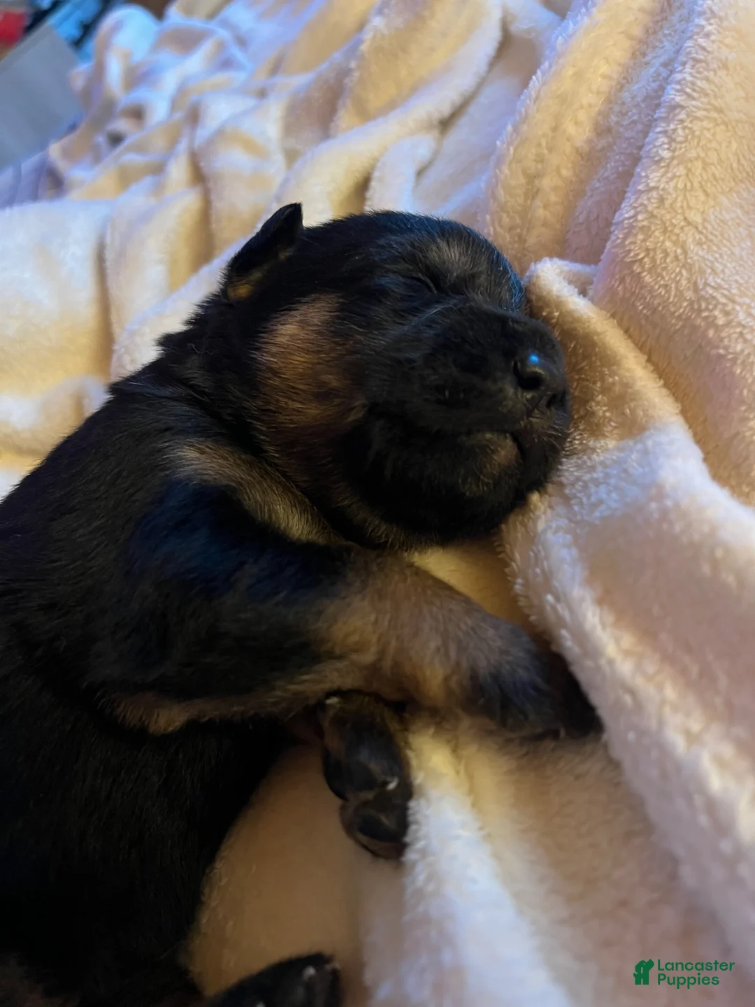 Mixed Breed dogs for sale: Luna - Ad 1
