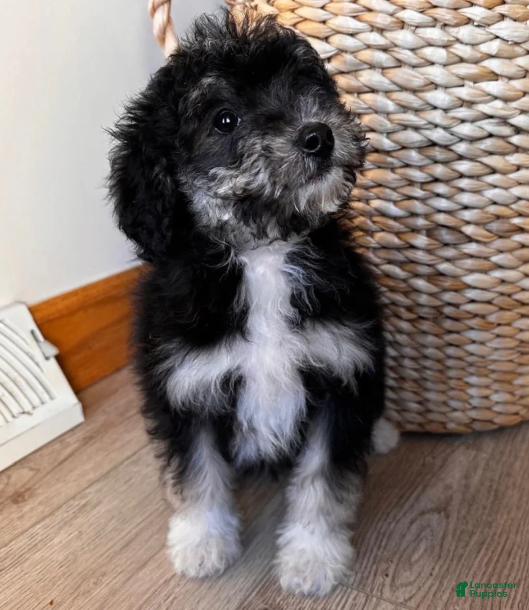 Bernedoodle dogs for sale: LEIA - Ad 1