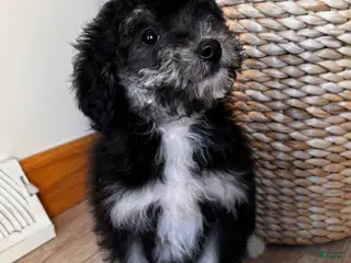 Bernedoodle dogs LEIA - Ad 11