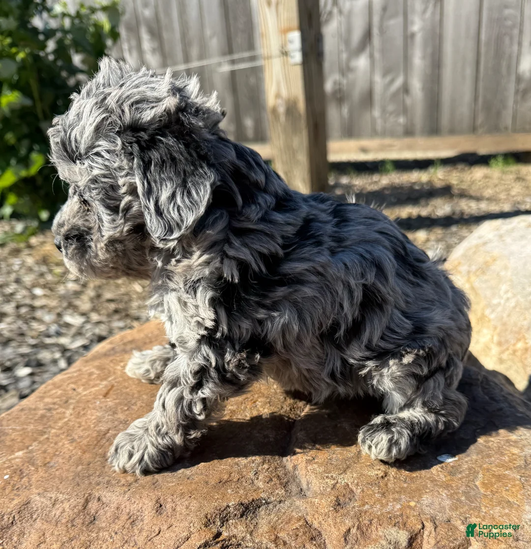 Schnoodle dogs for sale: Samantha - Ad 3