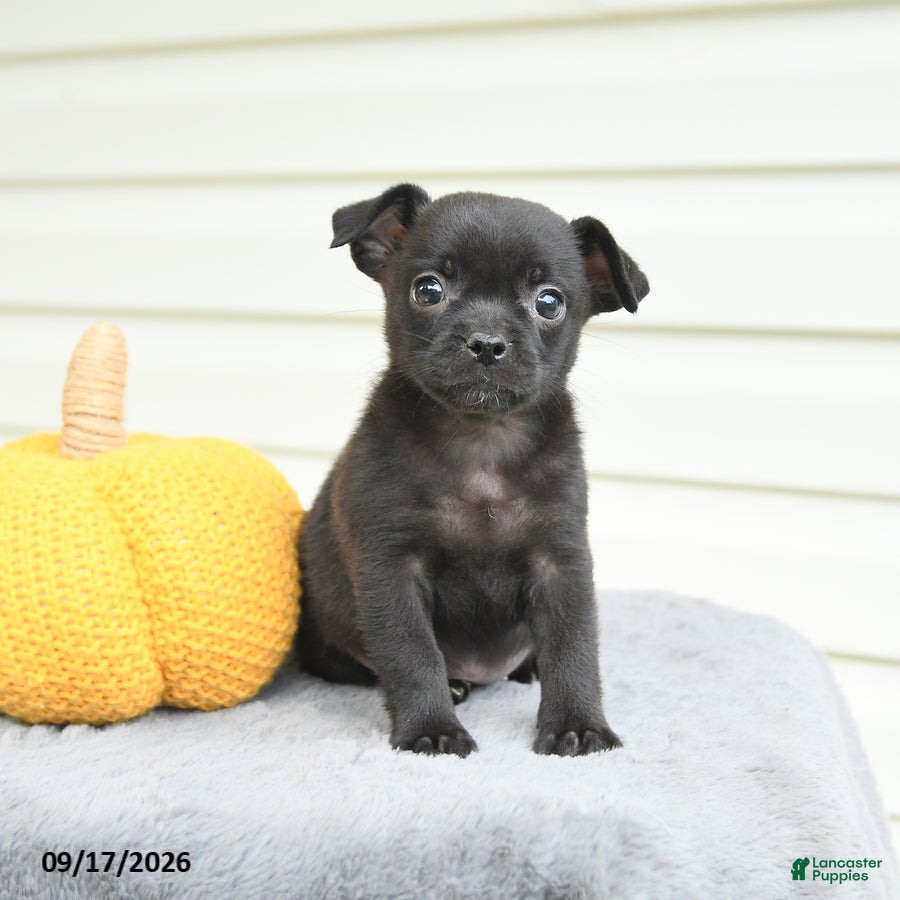 Mixed Breed dogs for sale: Sierra - Ad 3
