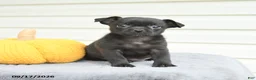 Mixed Breed dogs for sale: Sierra - Ad 1