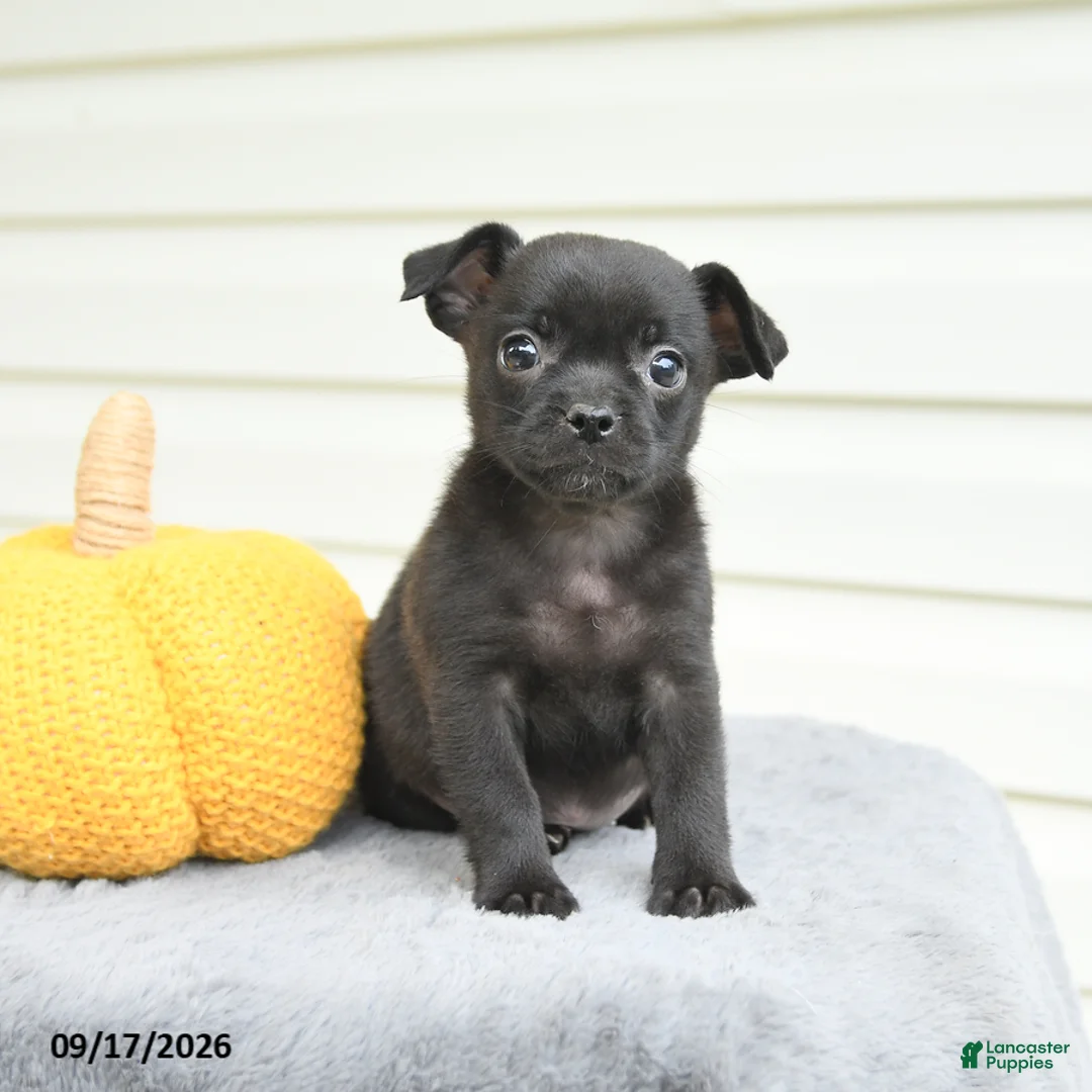 Mixed Breed dogs for sale: Sierra - Ad 1