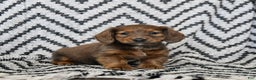 Miniature Dachshund dogs for sale: Zander - Ad 3