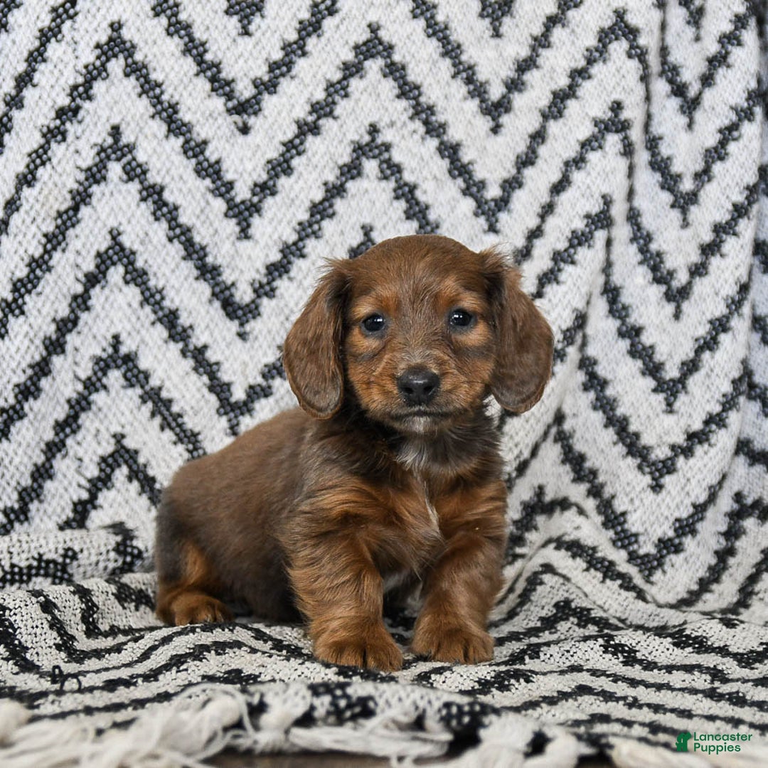 Miniature Dachshund dogs for sale: Zander - Ad 3