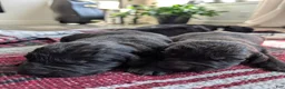 Newfoundland dogs for sale: Hayden - Ad 16