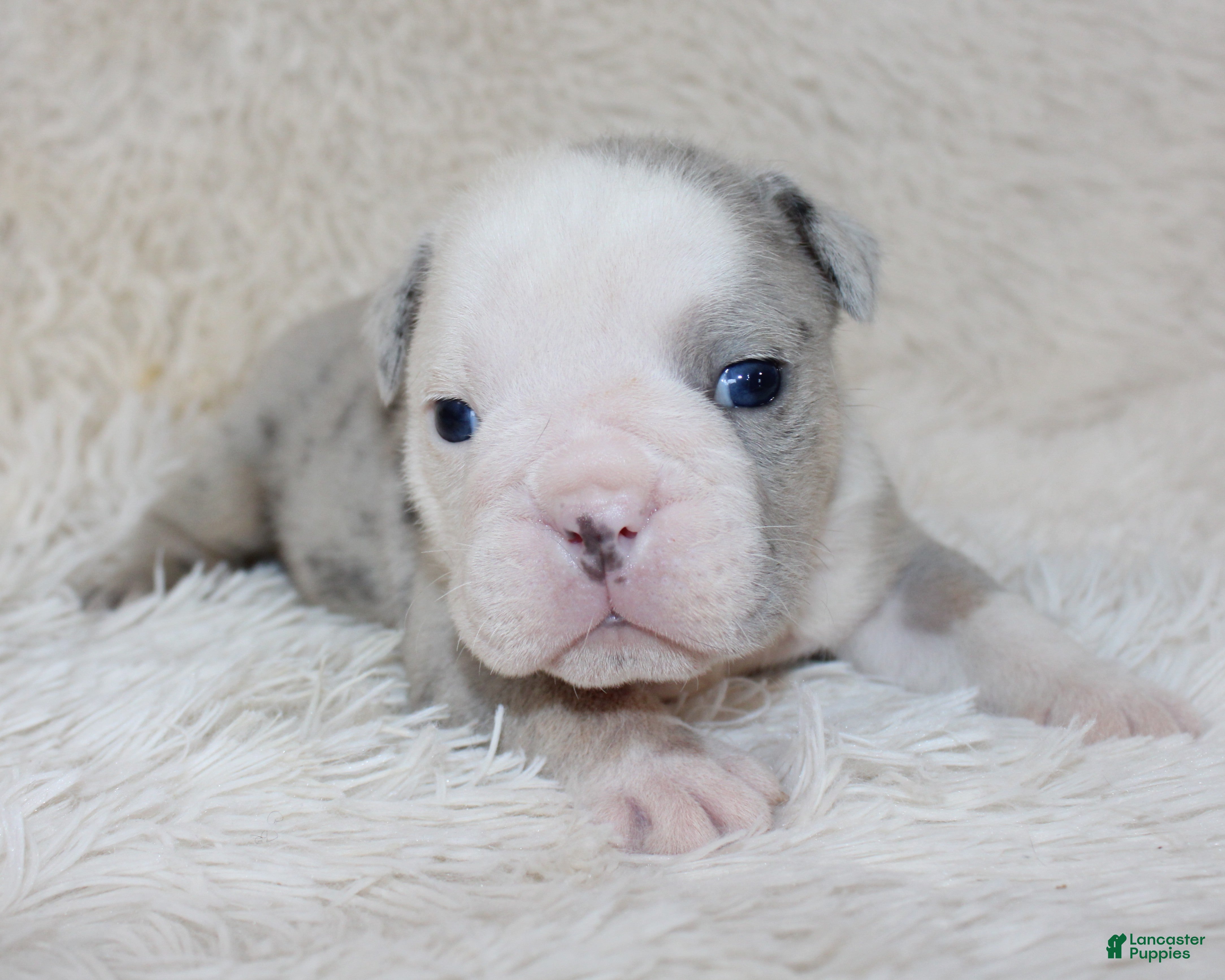 English Bulldog dogs Nero - Ad 2