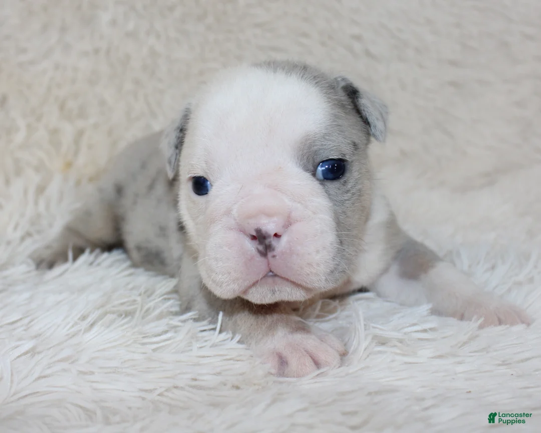 English Bulldog dogs for sale: Nero - Ad 2